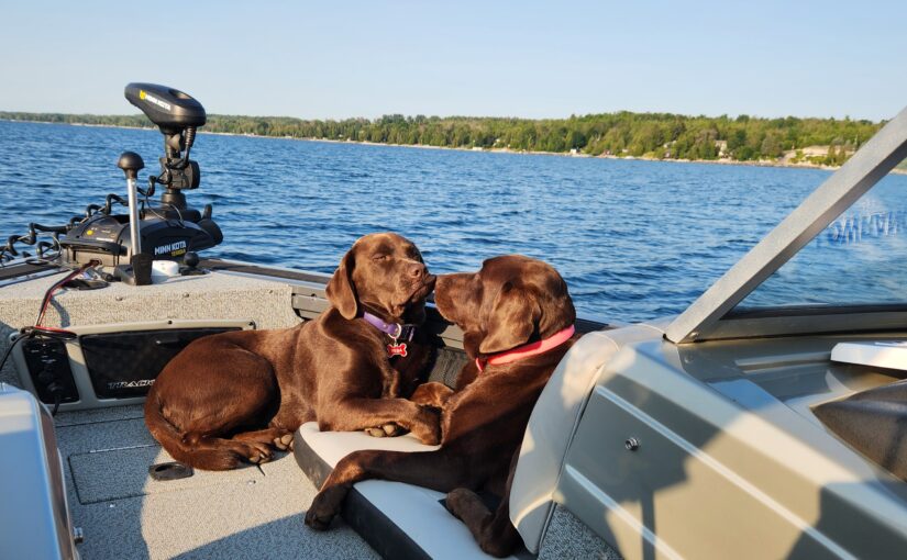 Dog Days of Summer